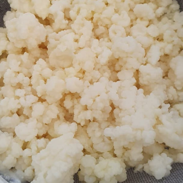 Live milk kefir grains